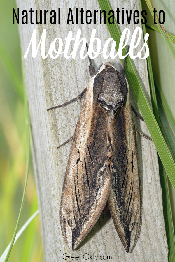 Get Rid of Moths with Natural Alternatives to Mothballs - Green Oklahoma