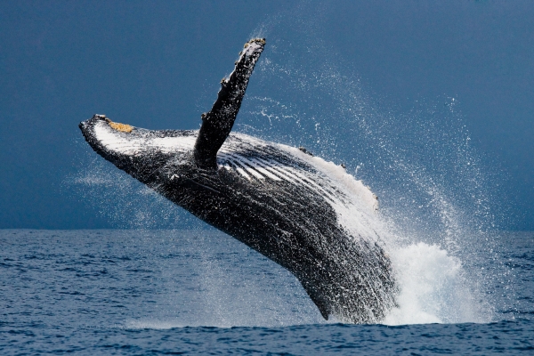 humpback whale jumping out of the water